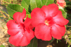 Owady na kwiatach rododendronu