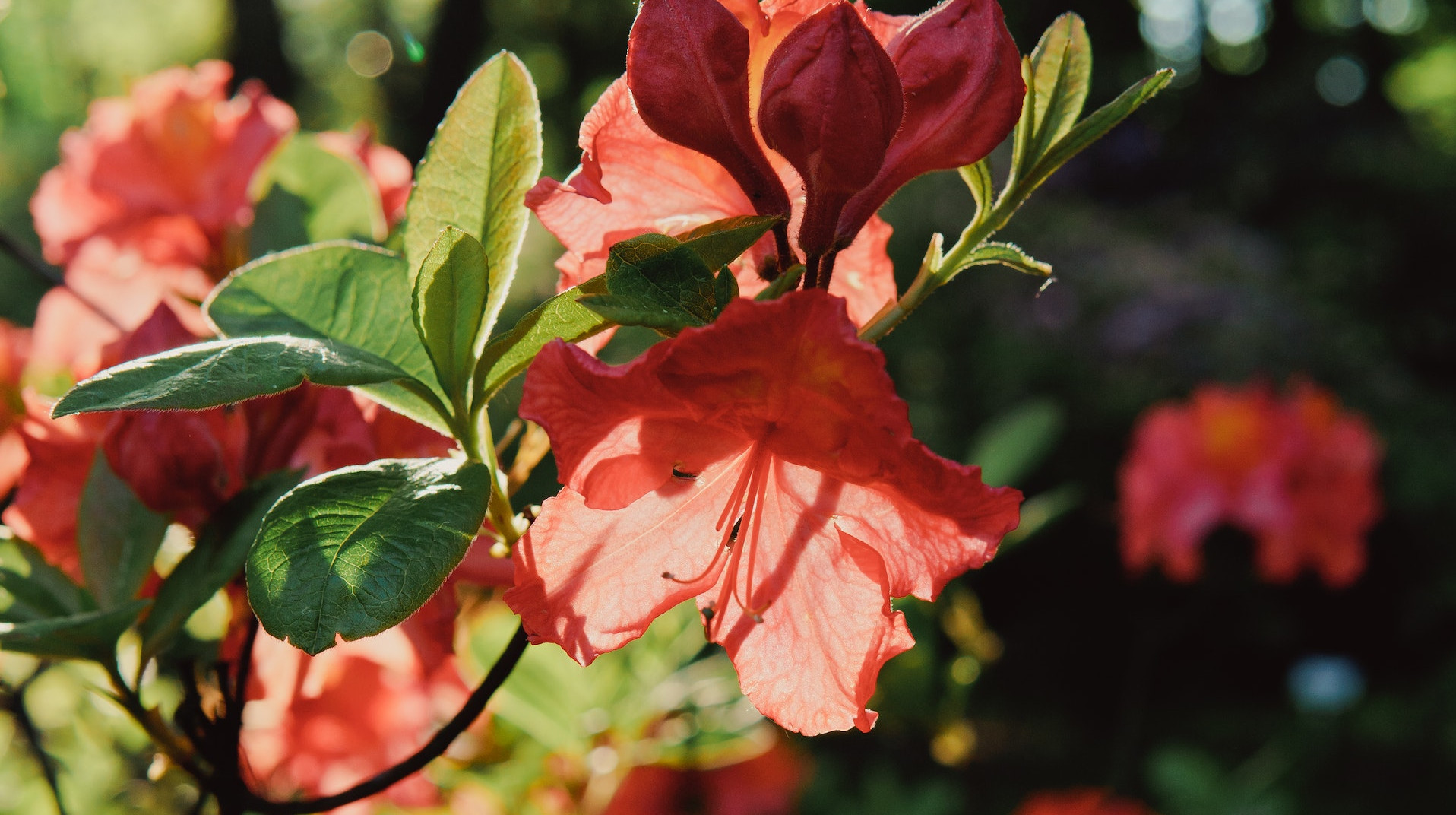 Pomarańczowa azalia w ogroodzie
