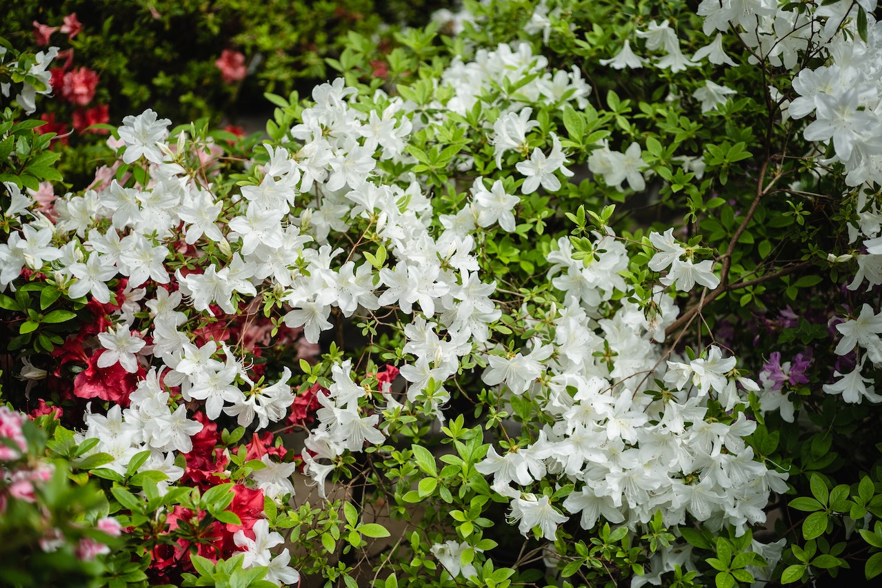 Biała azalia wielokwiatowa w ogrodzie