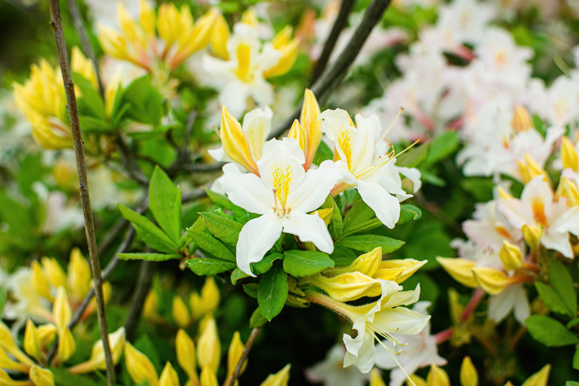kwiaty azalii pontyjskiej